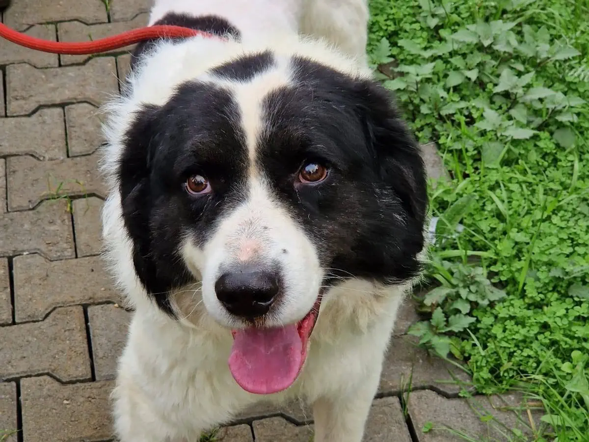 Adotta un cane, maschio, 5 anni e 11 mesi, Trento
