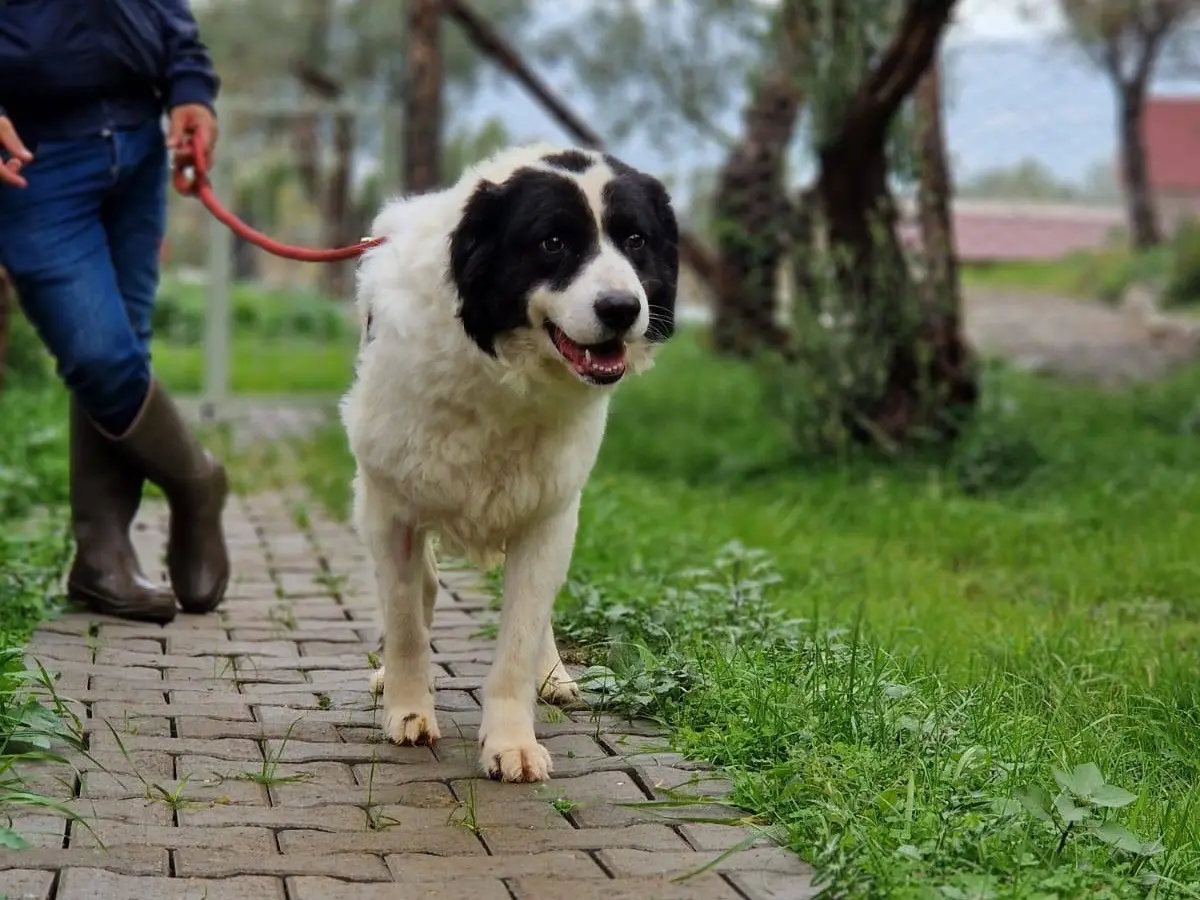 Adotta un cane, taglia gigante, maschio, Trento