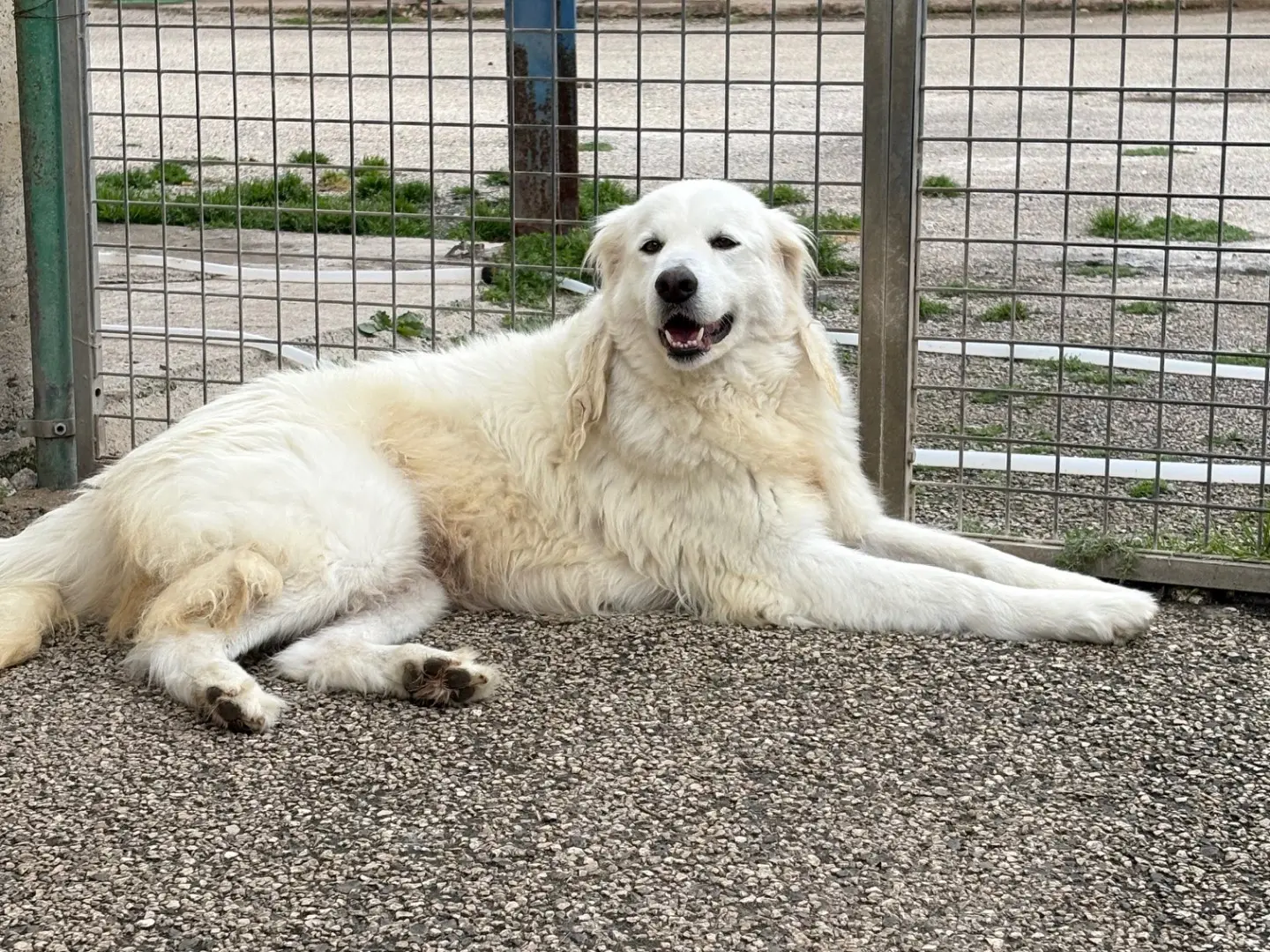 Adozione cane, femmina, Pastore maremmano Razza sconosciuta, 4 anni e 4 mesi, taglia gigante, Caserta