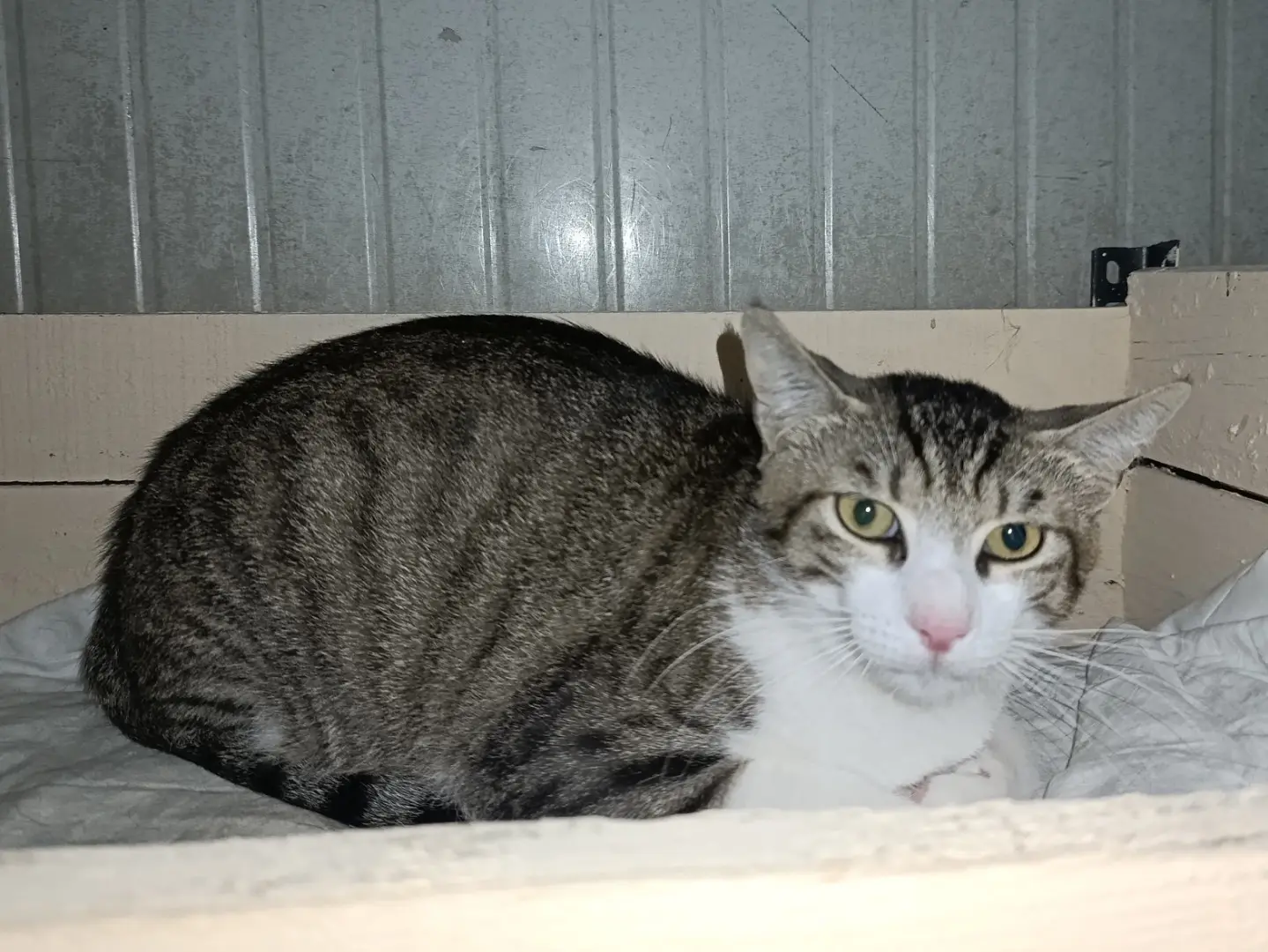Adozione gatto, maschio, Razza sconosciuta Razza sconosciuta, 2 anni e 4 mesi, taglia non valida, Genova