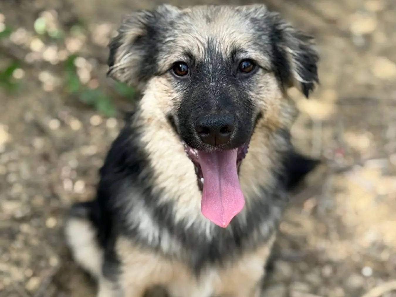 Adotta un cane, taglia piccola, maschio, Firenze
