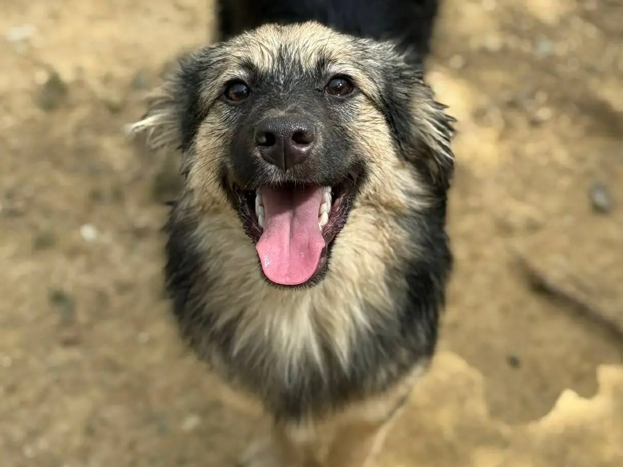Vuoi adottare un cane a Firenze?