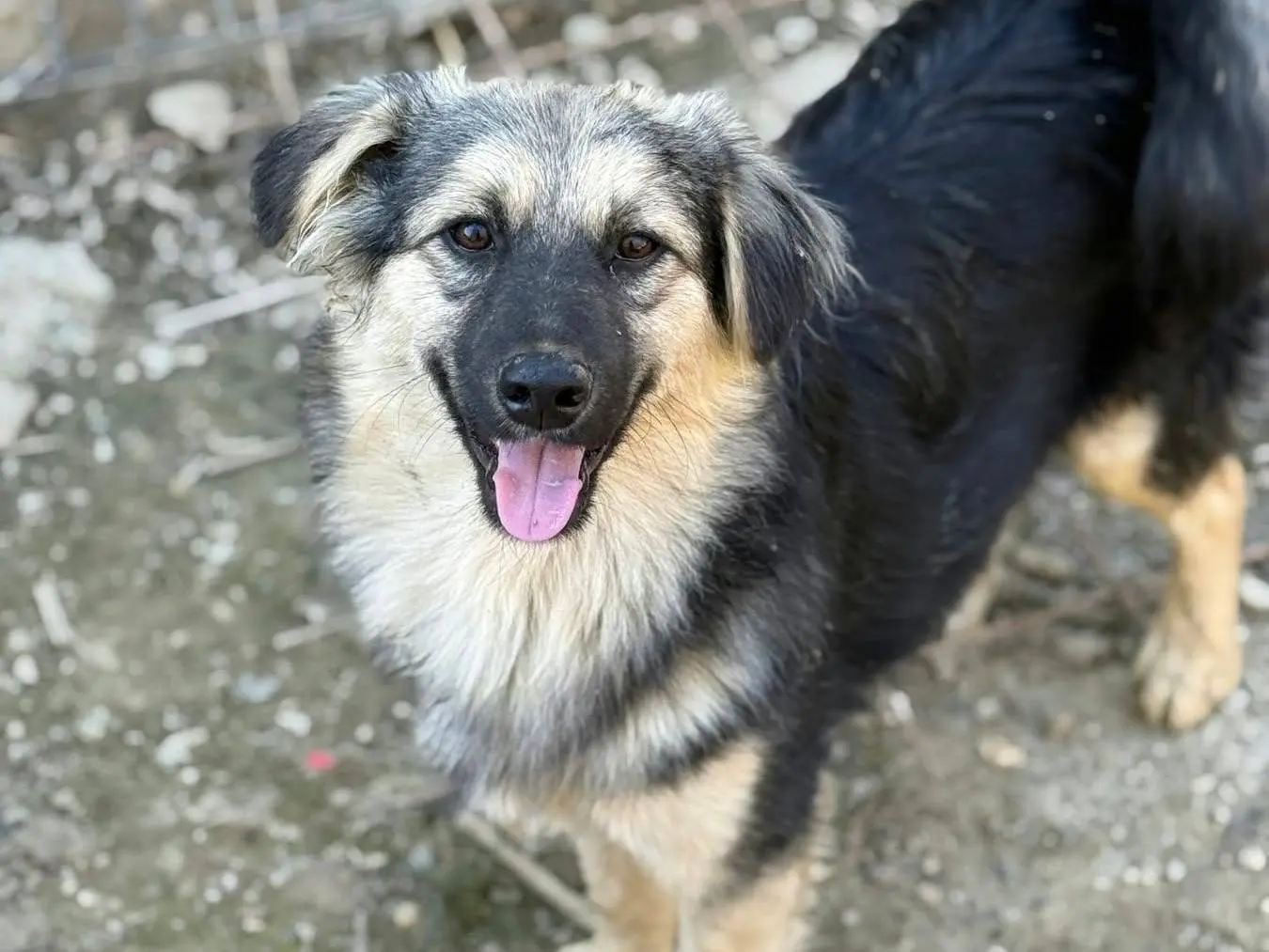 Adotta un cane, maschio, 8 mesi, Firenze