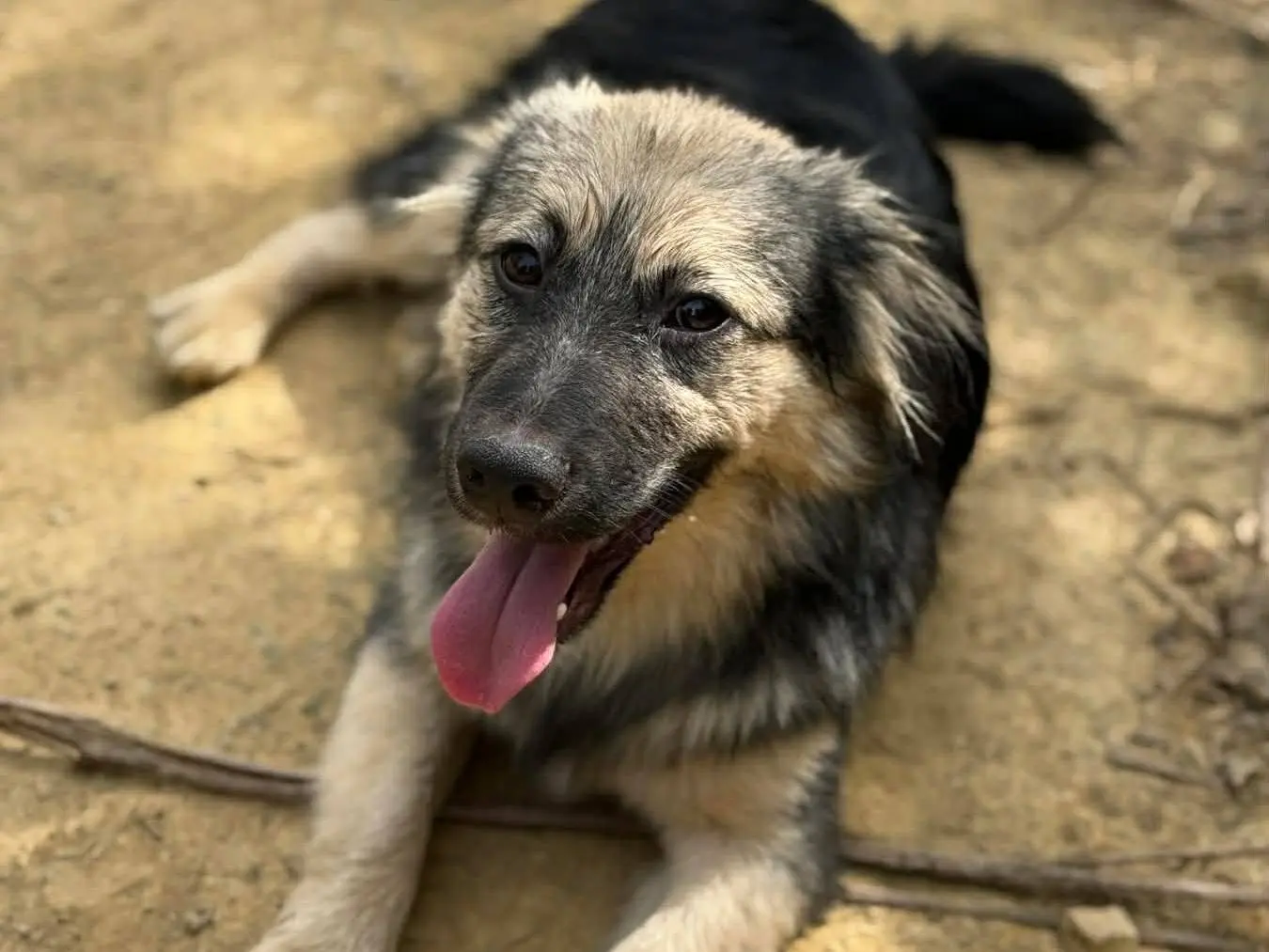 Adotta il cane BOUNTY a Firenze