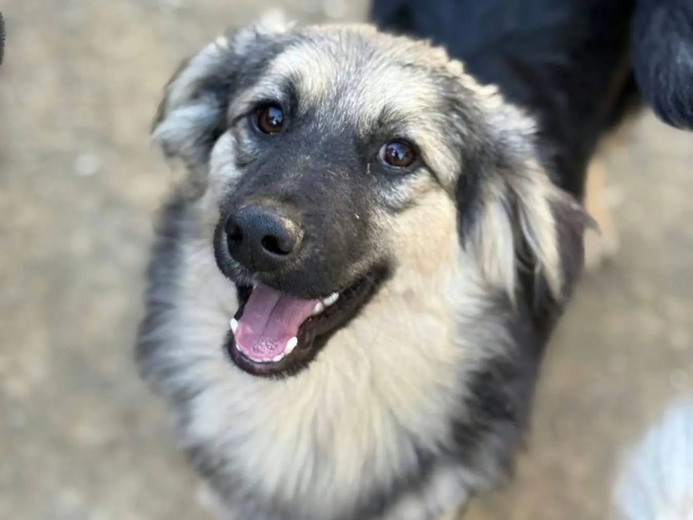 Adozione cane, maschio, Razza sconosciuta Razza sconosciuta, 8 mesi, taglia piccola, Firenze
