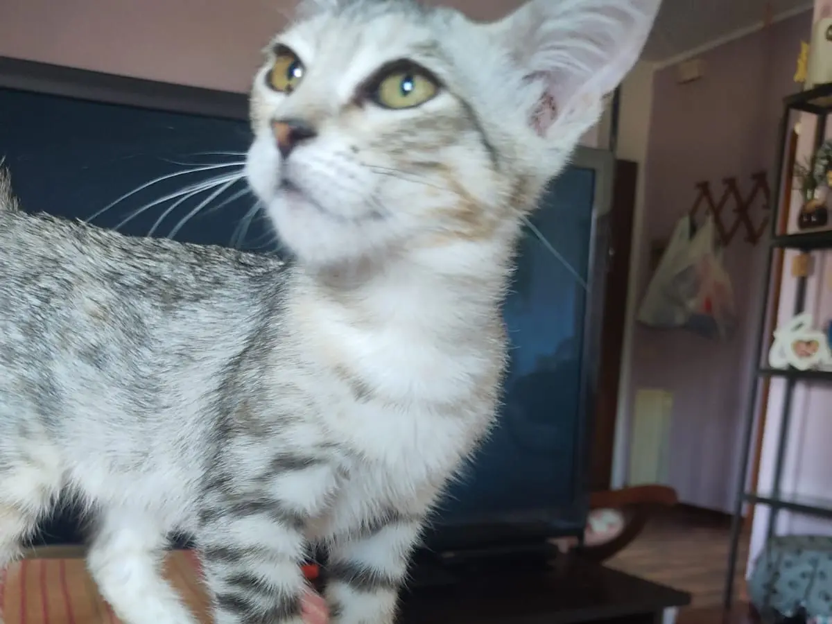 Adotta un gatto, taglia non valida, femmina, Lucca