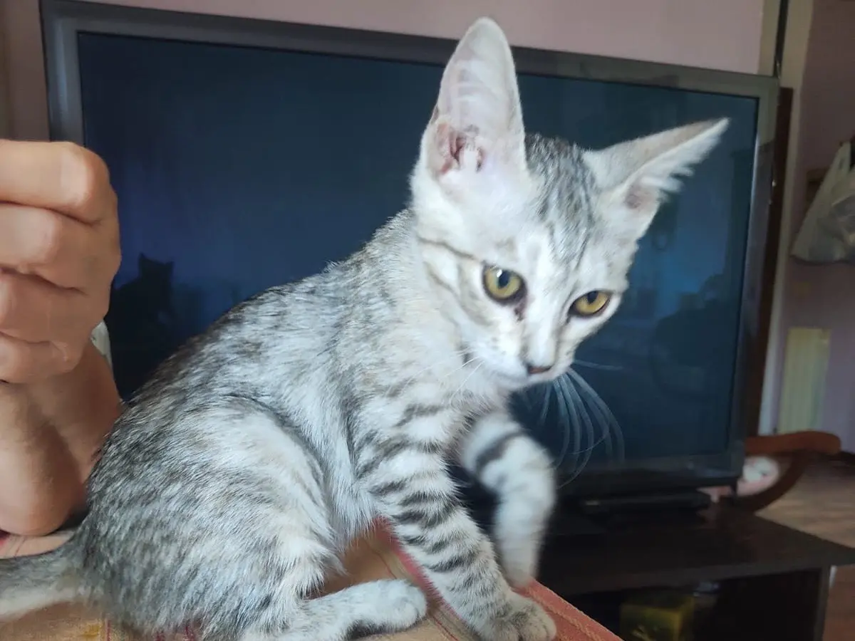 Adozione gatto, femmina, Razza sconosciuta Razza sconosciuta, 6 mesi, taglia non valida, Lucca