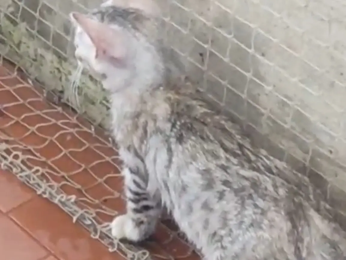 Adotta un gatto, femmina, 6 mesi, Lucca