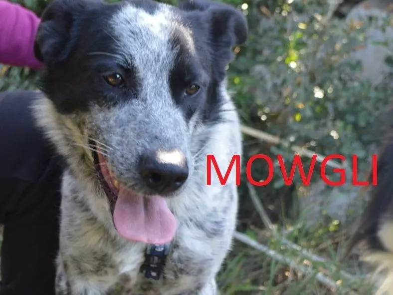 Adozione cane, maschio, Razza sconosciuta Razza sconosciuta, 2 anni e 8 mesi, taglia media, Lecce