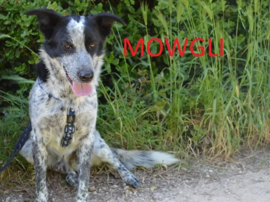 Adotta un cane, maschio, 2 anni e 8 mesi, Lecce