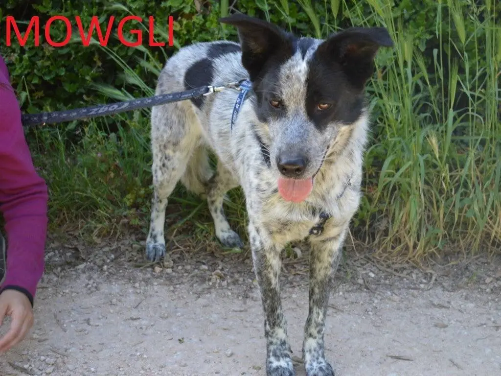 Adotta un cane, taglia media, maschio, Lecce