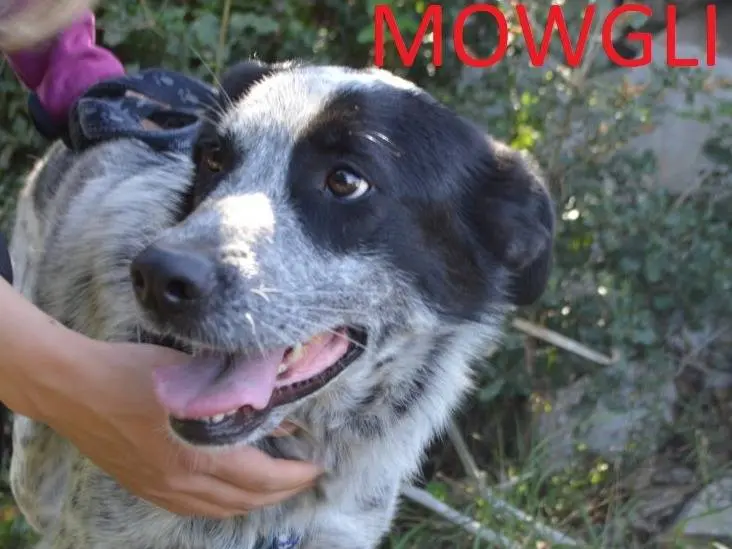 Vuoi adottare un cane a Lecce?
