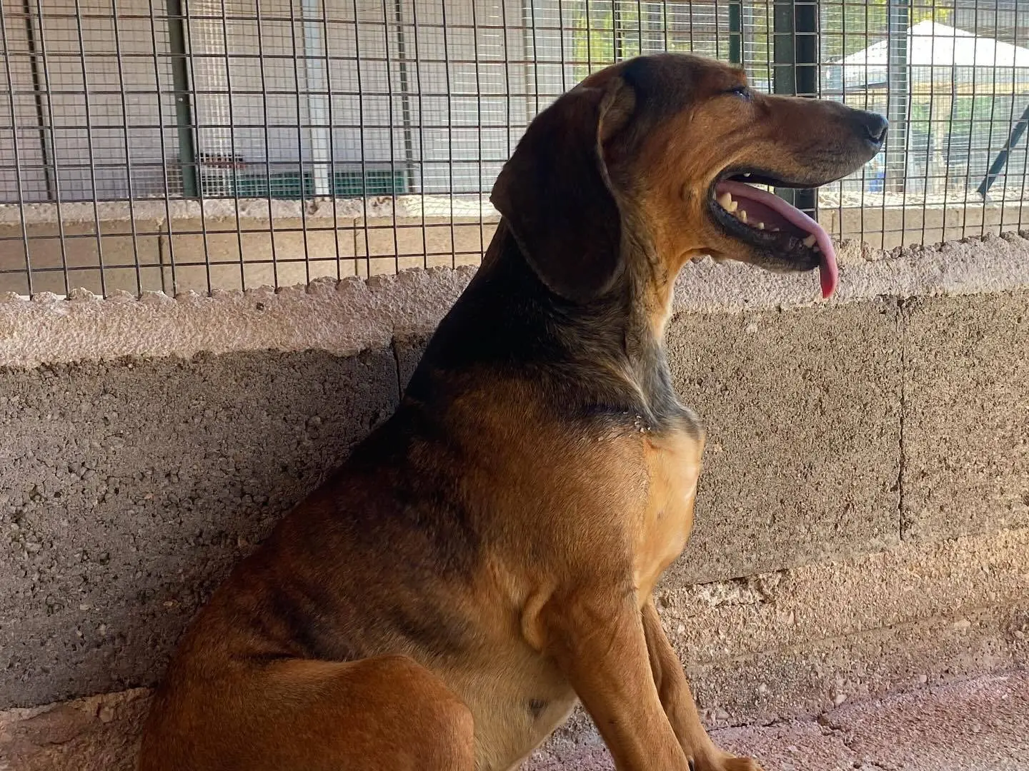 Adotta il cane PUCK a Latina