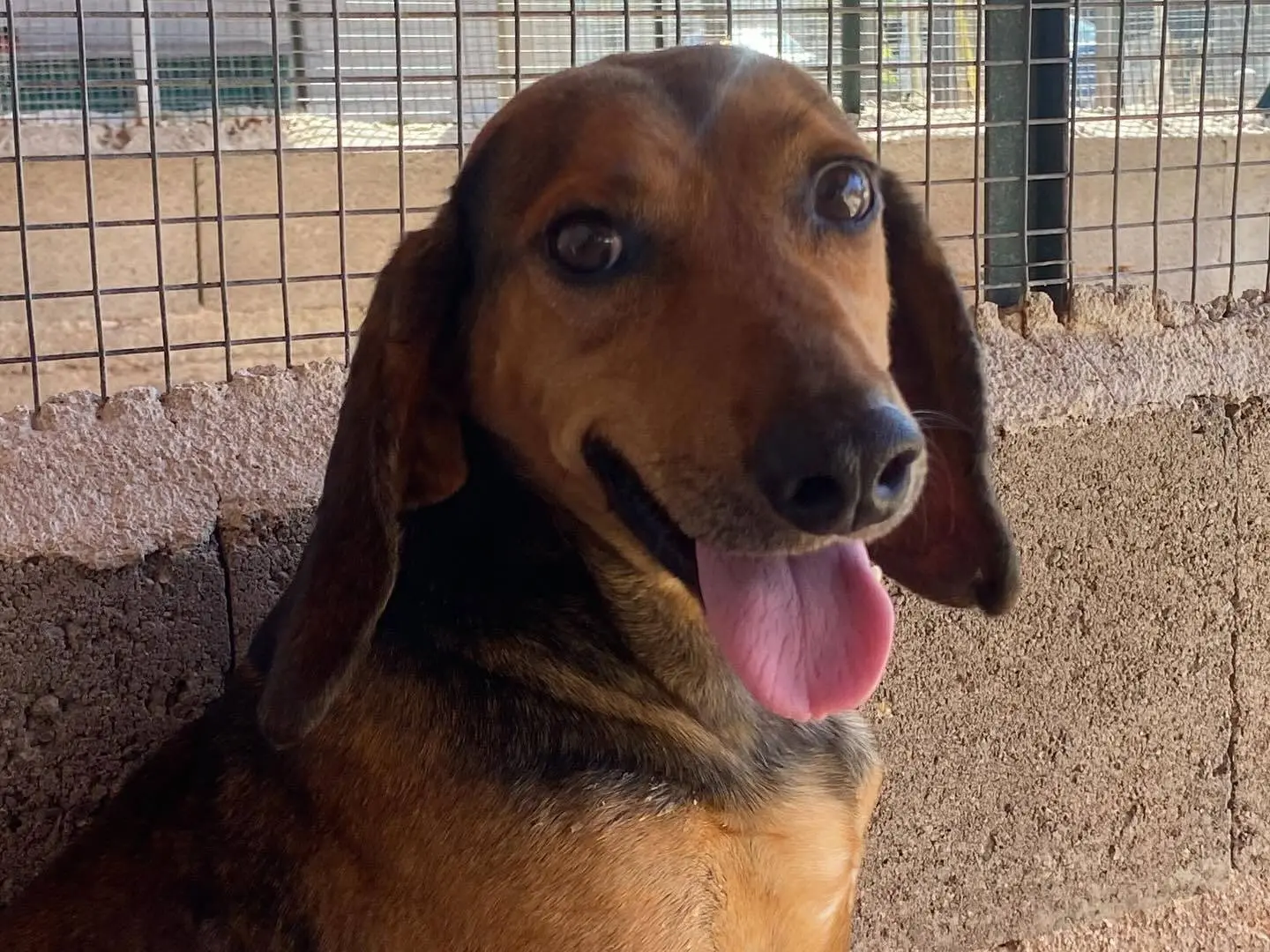 Adotta un cane, taglia media, maschio, Latina