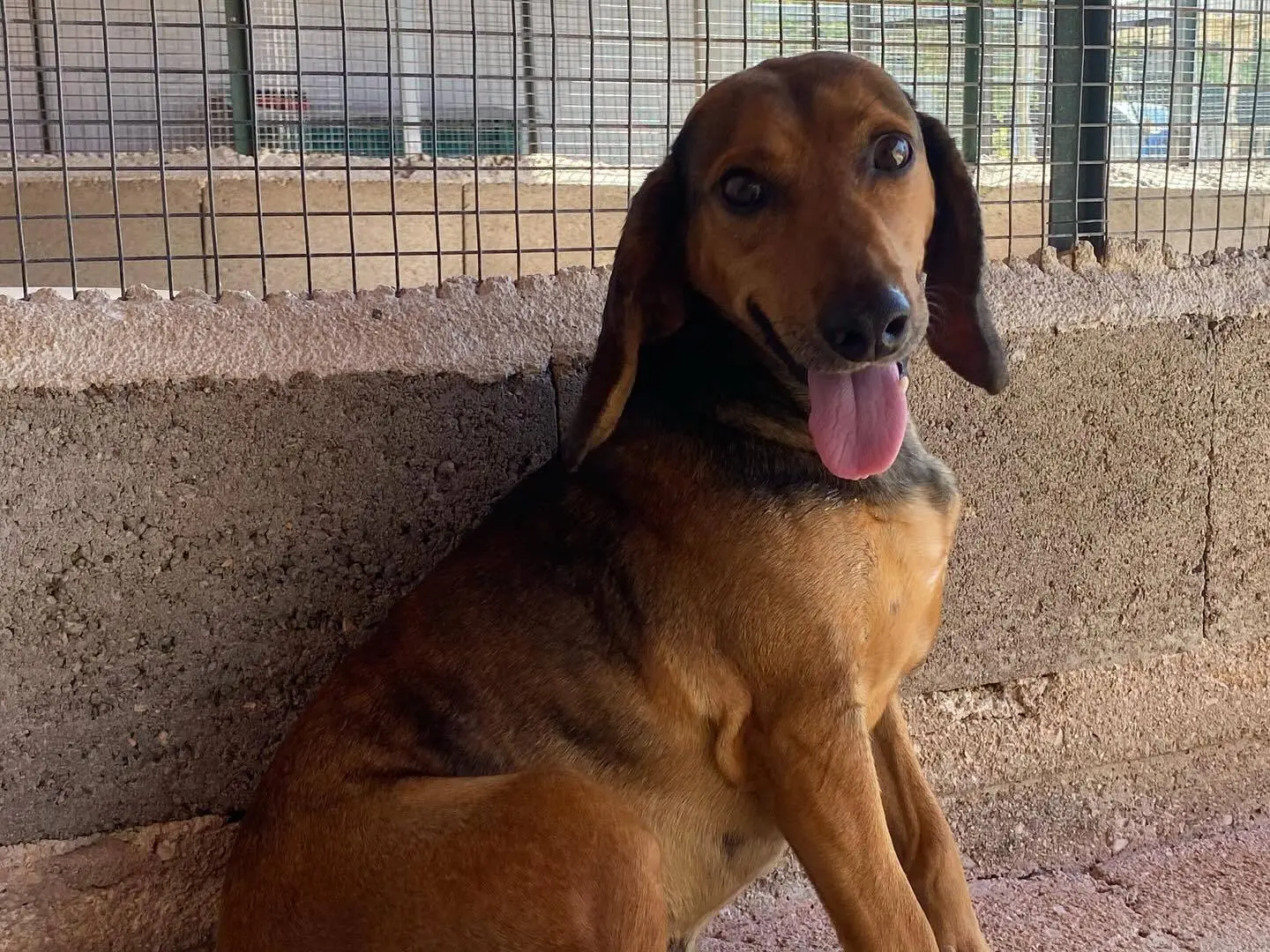 Adotta un cane, maschio, 6 anni, Latina