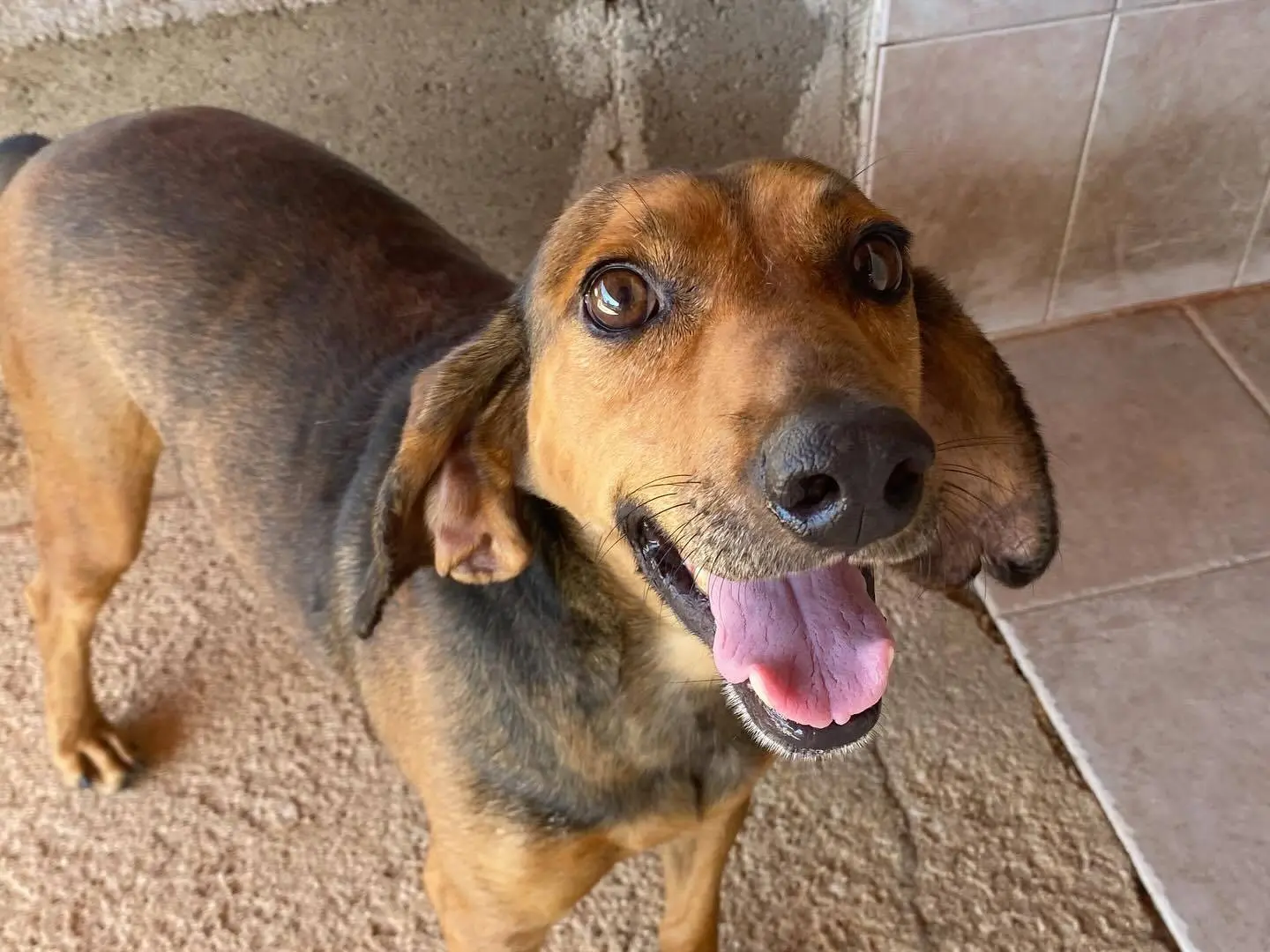 Adozione cane, maschio, Segugio Razza sconosciuta, 6 anni, taglia media, Latina