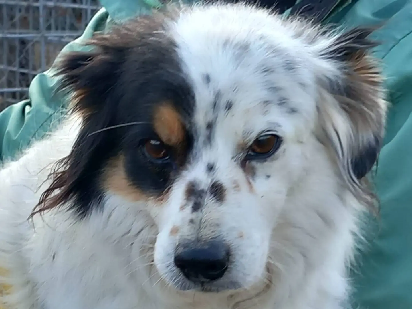 Adozione cane, maschio, meticcio, 13 anni e 9 mesi, taglia media contenuta, Terni