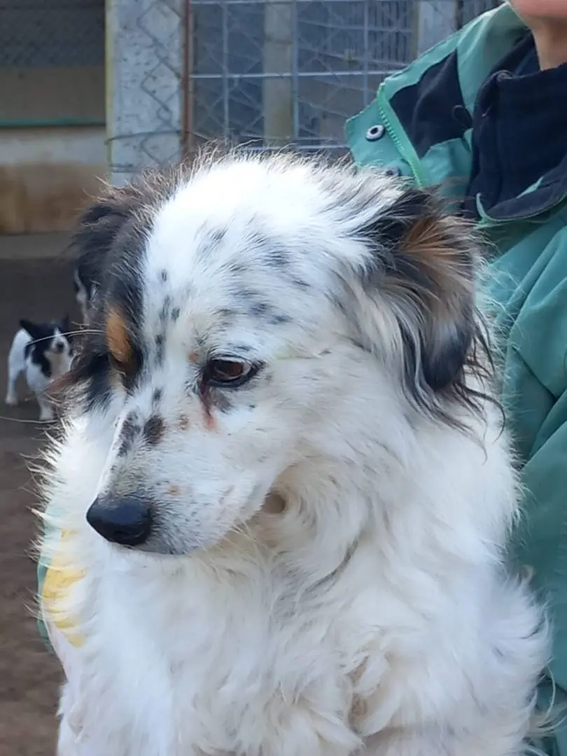 Adotta un cane, maschio, 13 anni e 9 mesi, Terni
