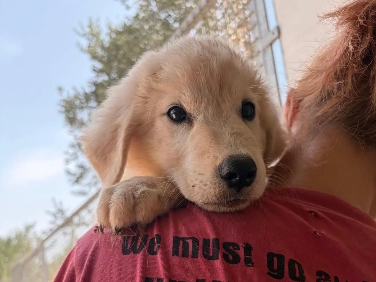 Adozione cane, maschio, Razza sconosciuta Razza sconosciuta, 4 mesi, taglia media, Taranto