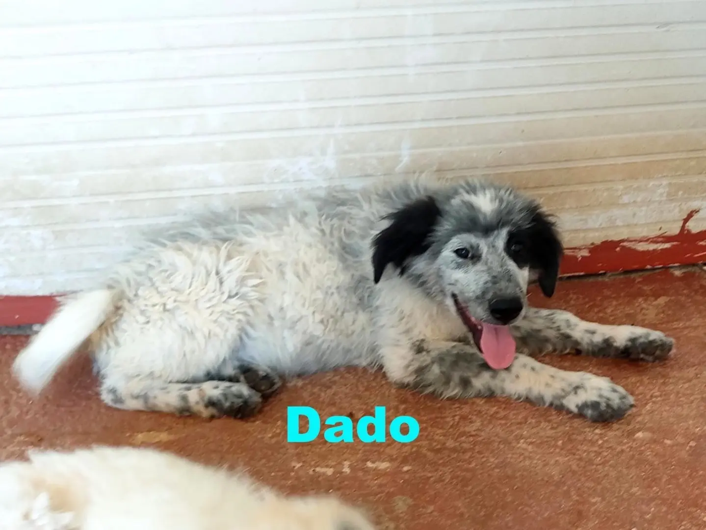 Adotta un cane, maschio, 1 anno e 7 mesi, Bari