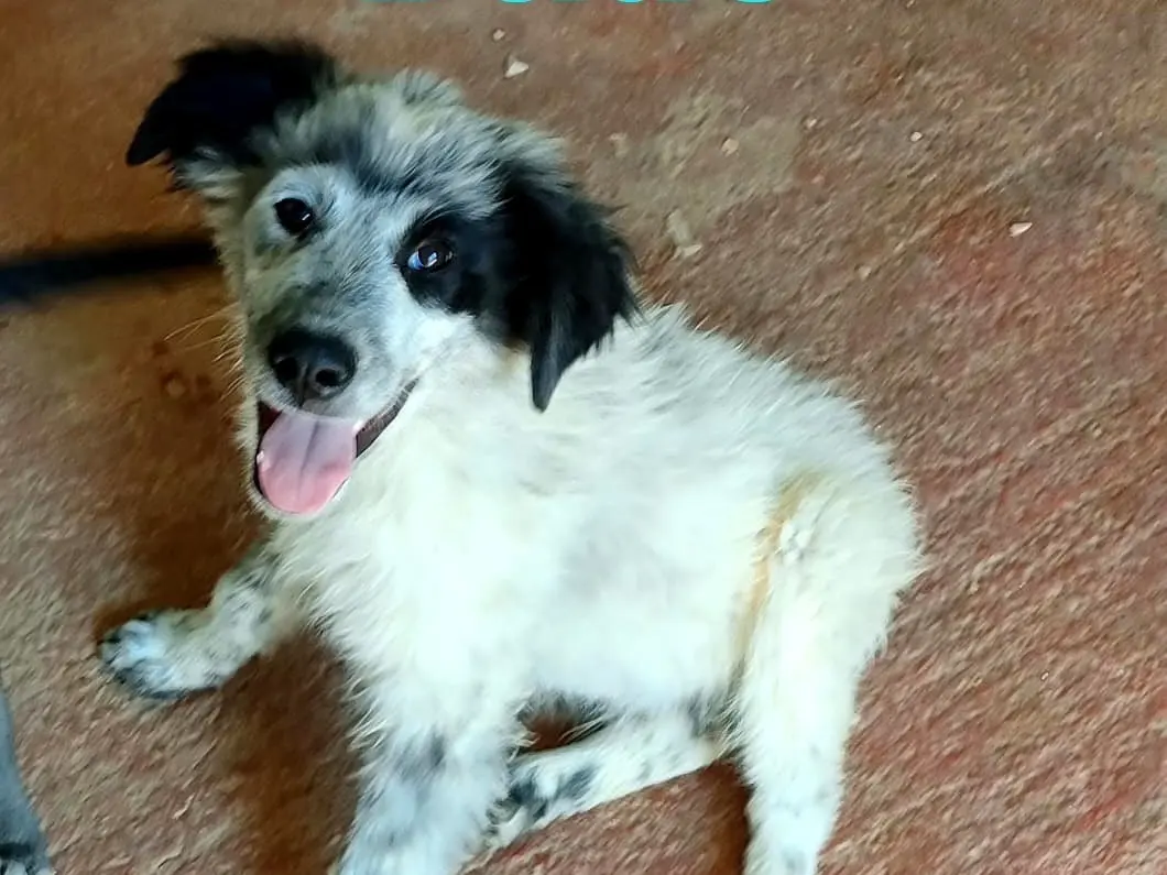 Adozione cane, maschio, Razza sconosciuta Razza sconosciuta, 1 anno e 7 mesi, taglia media, Bari
