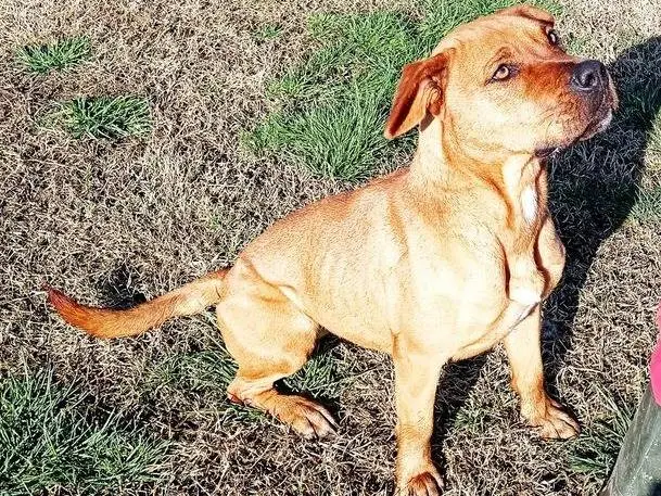 Adotta un cane, femmina, 5 anni e 8 mesi, Latina