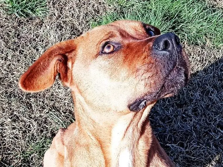 Adozione cane, femmina, Razza sconosciuta Razza sconosciuta, 5 anni e 8 mesi, taglia media, Latina
