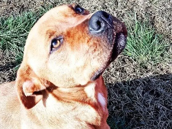 Adotta il cane Layla a Latina