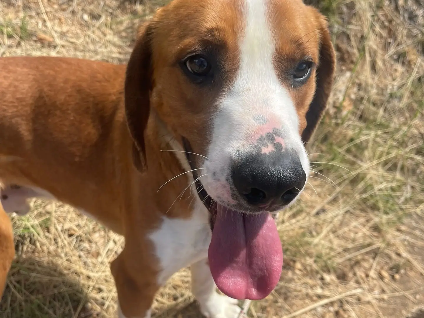 Adozione cane, maschio, Razza sconosciuta Razza sconosciuta, 3 anni e 6 mesi, taglia media, Latina