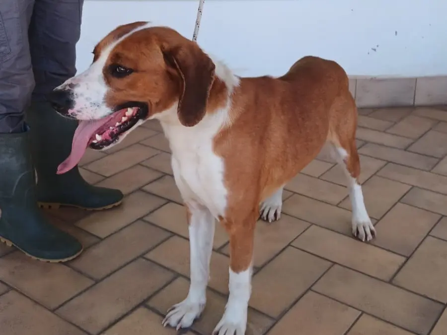 Adotta un cane, taglia media, maschio, Latina