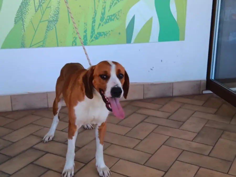 Adotta un cane, maschio, 3 anni e 6 mesi, Latina