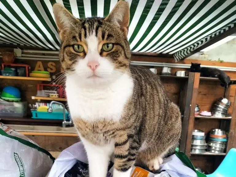 Adozione gatto, maschio, Razza sconosciuta Razza sconosciuta, 5 anni e 3 mesi, taglia non valida, Roma