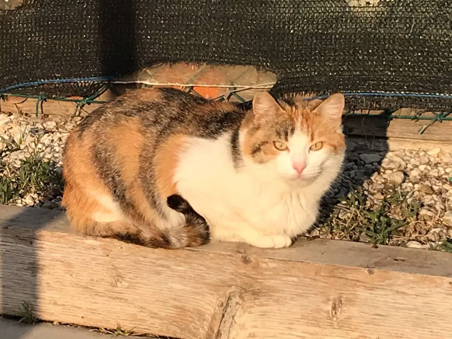 Adotta il gatto Micya a Ravenna