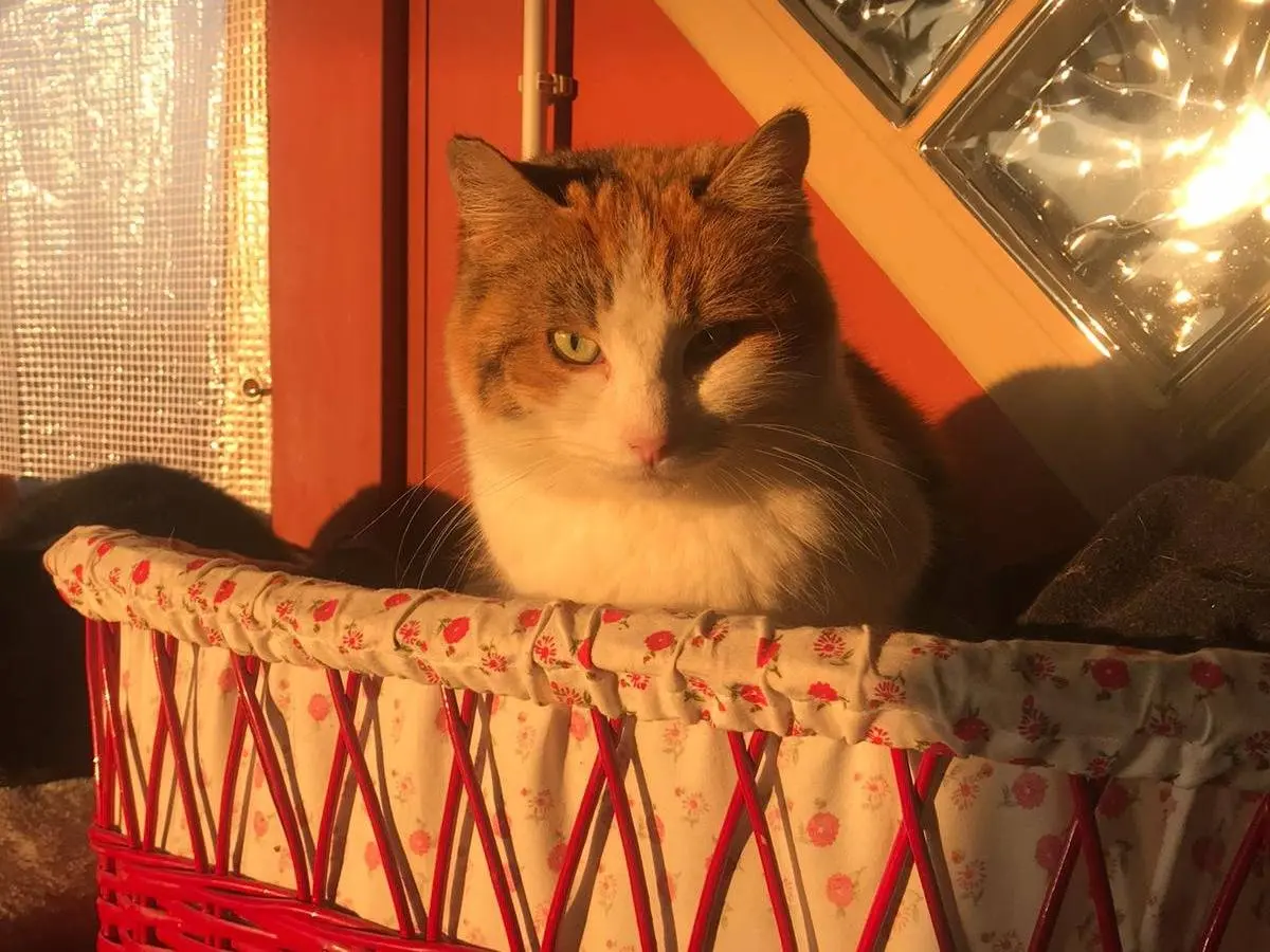 Adozione gatto, femmina, Razza sconosciuta Razza sconosciuta, 12 anni e 9 mesi, taglia non valida, Ravenna