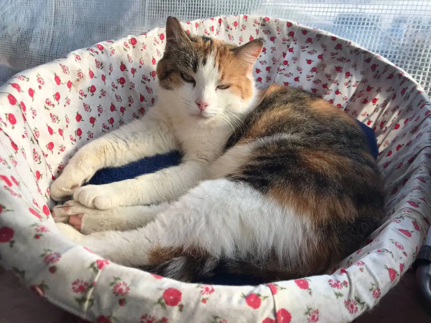 Vuoi adottare un gatto a Ravenna?