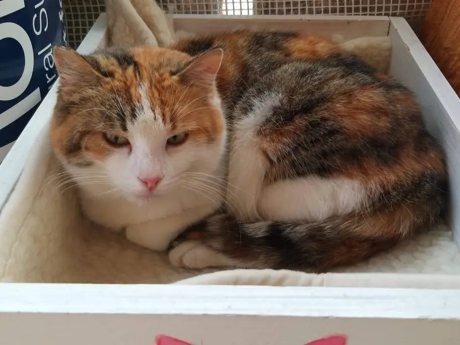 Adotta un gatto, femmina, 12 anni e 9 mesi, Ravenna