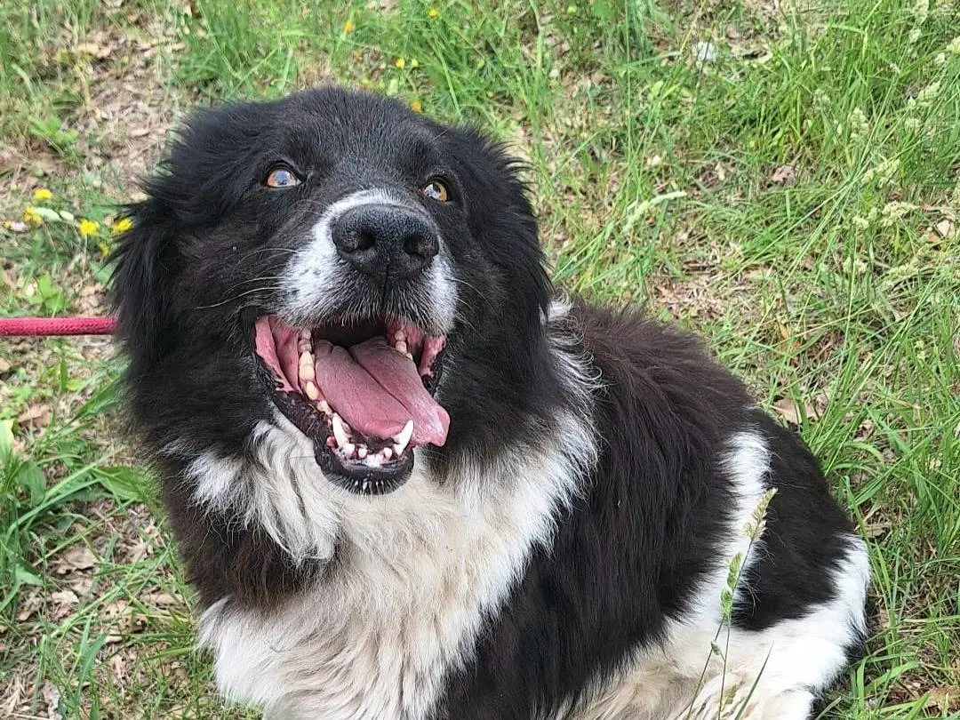 Vuoi adottare un cane a Teramo?
