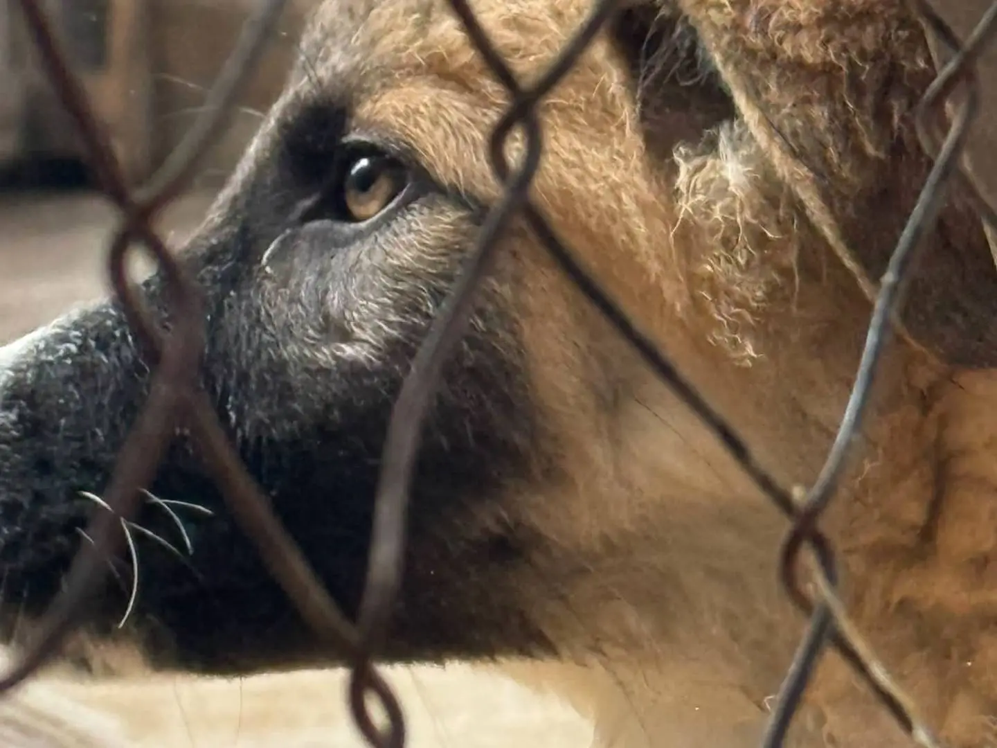 Vuoi adottare un cane a Trapani?