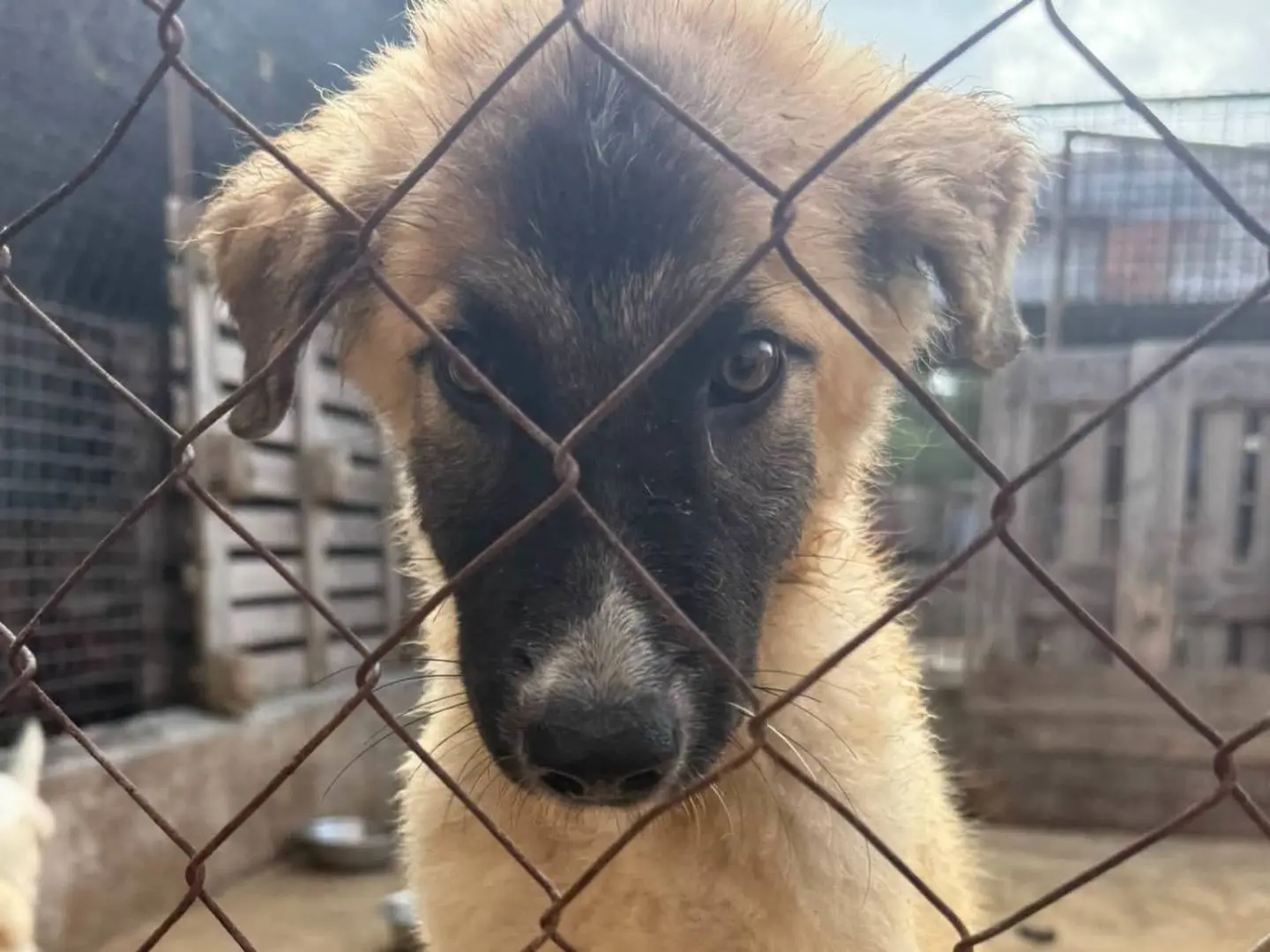 Adotta un cane, taglia media, maschio, Trapani