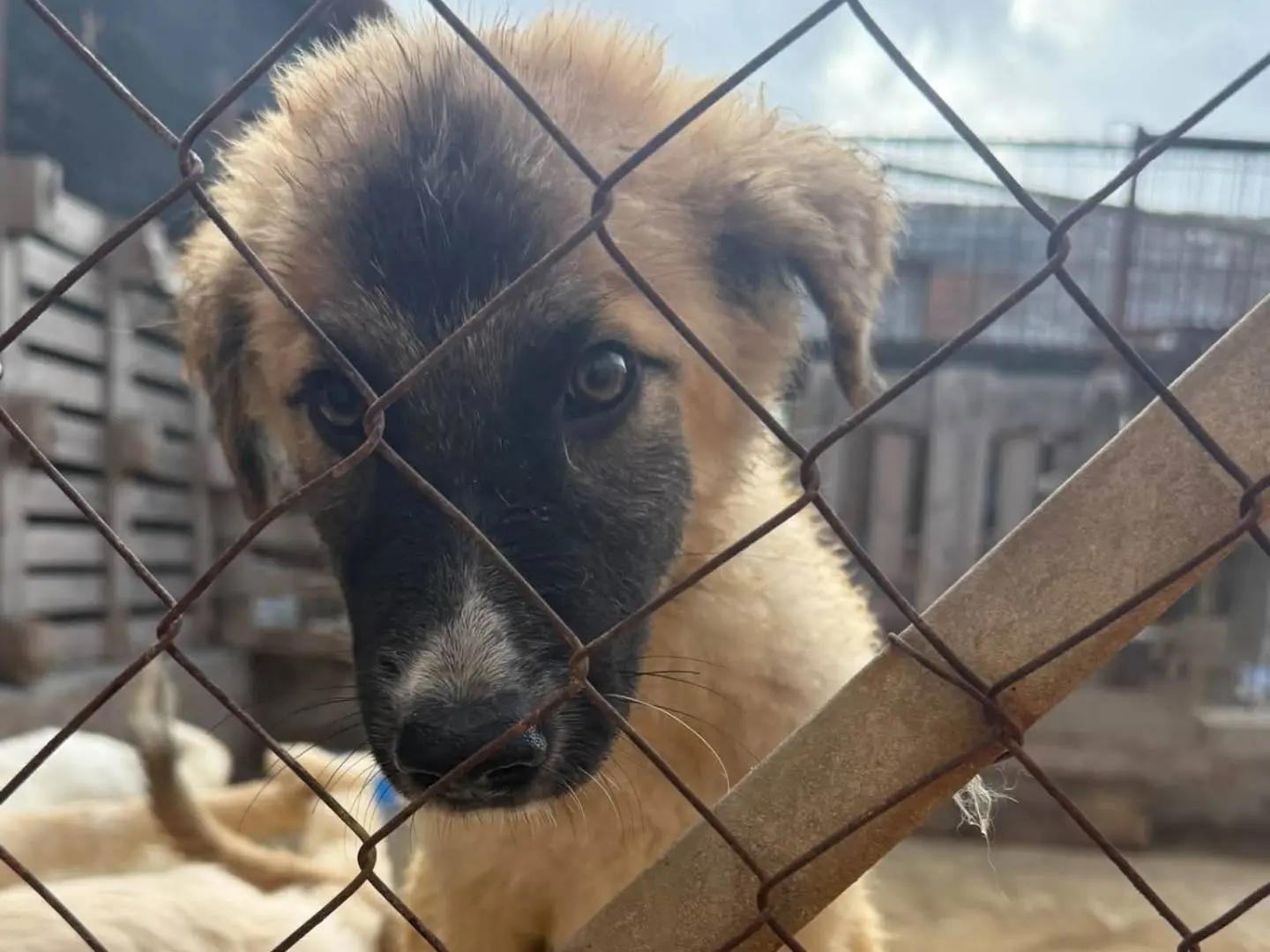 Adotta un cane, maschio, 4 mesi, Trapani