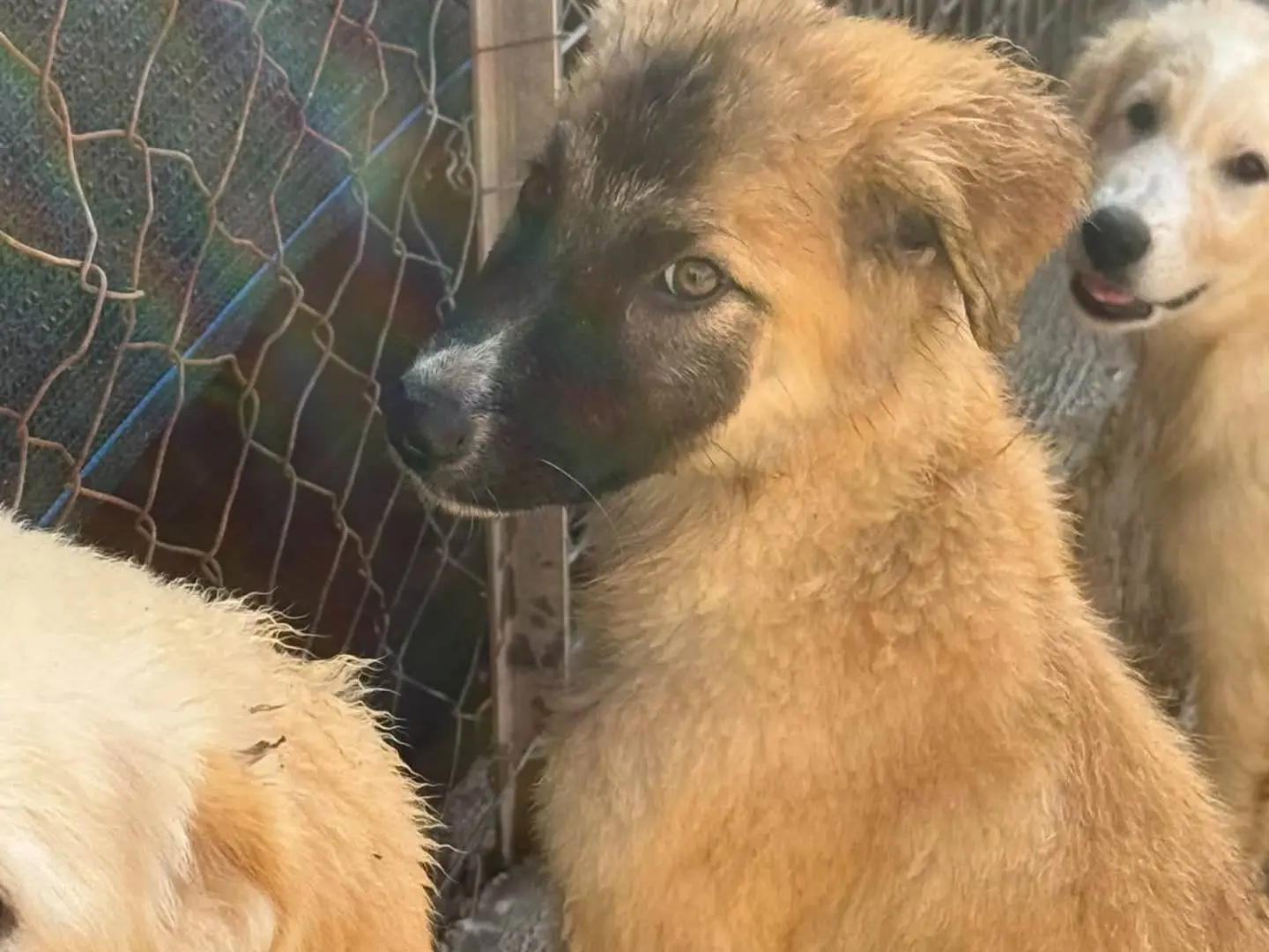 Adozione cane, maschio, Razza sconosciuta Razza sconosciuta, 4 mesi, taglia media, Trapani
