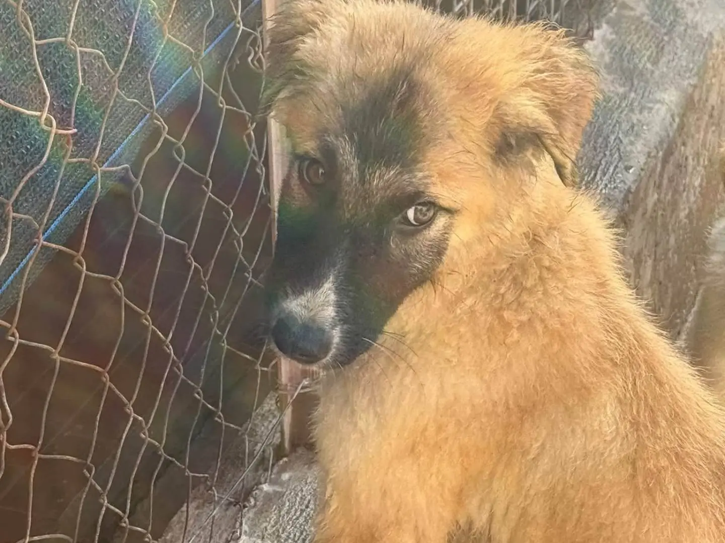 Adotta il cane Toby a Trapani