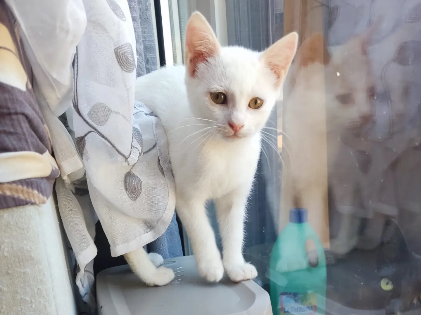 Vuoi adottare un gatto a Vibo?