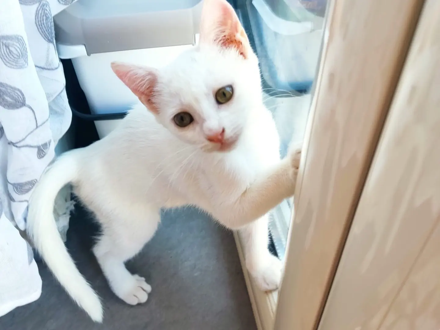 Adotta il gatto Sephora a Vibo