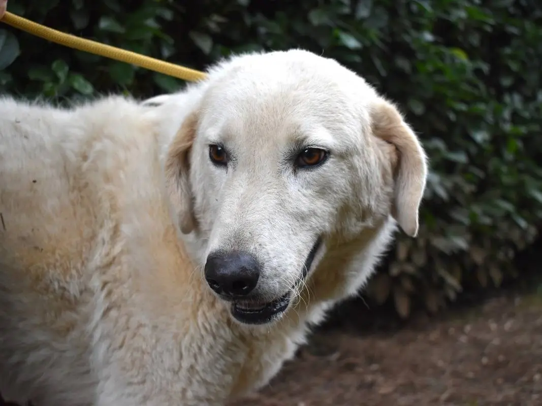 Adozione cane, maschio, Pastore maremmano Razza sconosciuta, 3 anni e 11 mesi, taglia grande, Roma