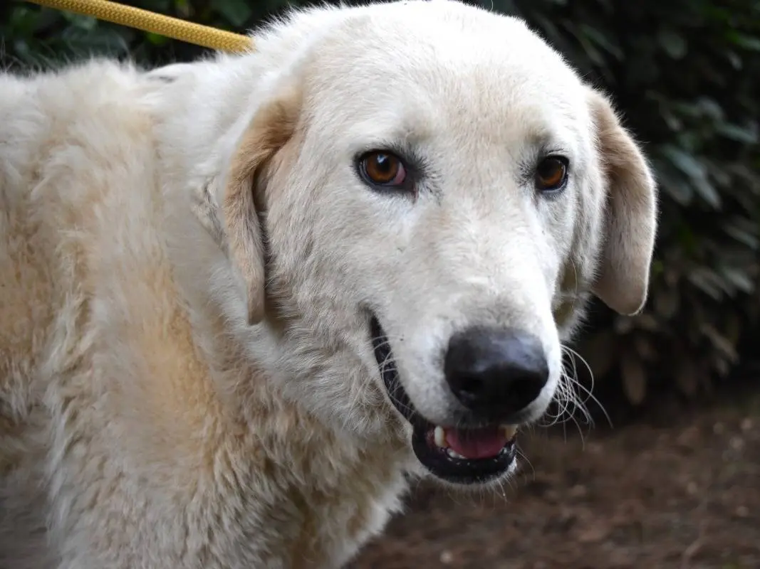 Adotta un cane, maschio, 3 anni e 11 mesi, Roma