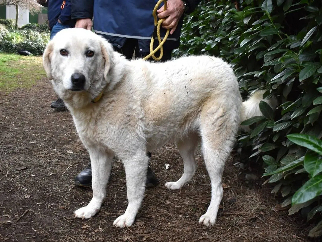 Adotta un cane, taglia grande, maschio, Roma