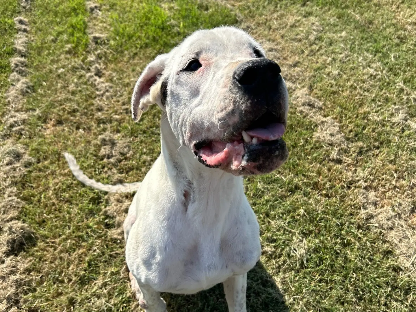 Vuoi adottare un cane a Latina?