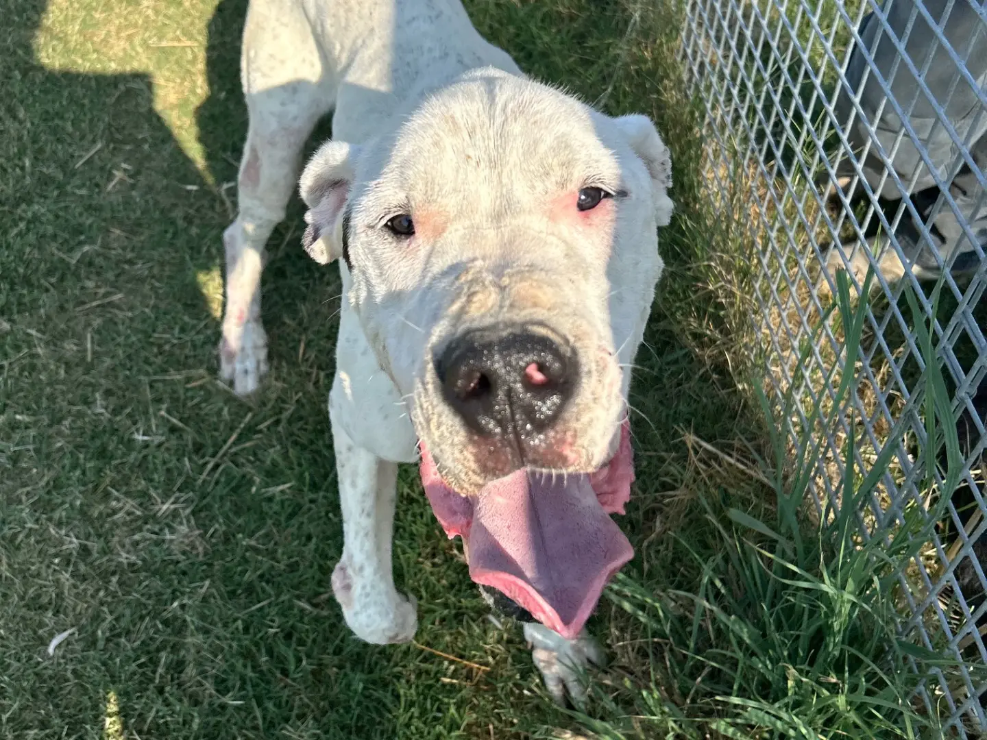 Adotta un cane, maschio, 4 anni, Latina