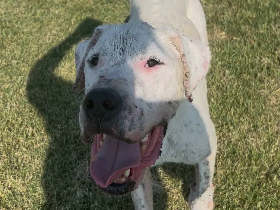 Adotta il cane Dugo a Latina